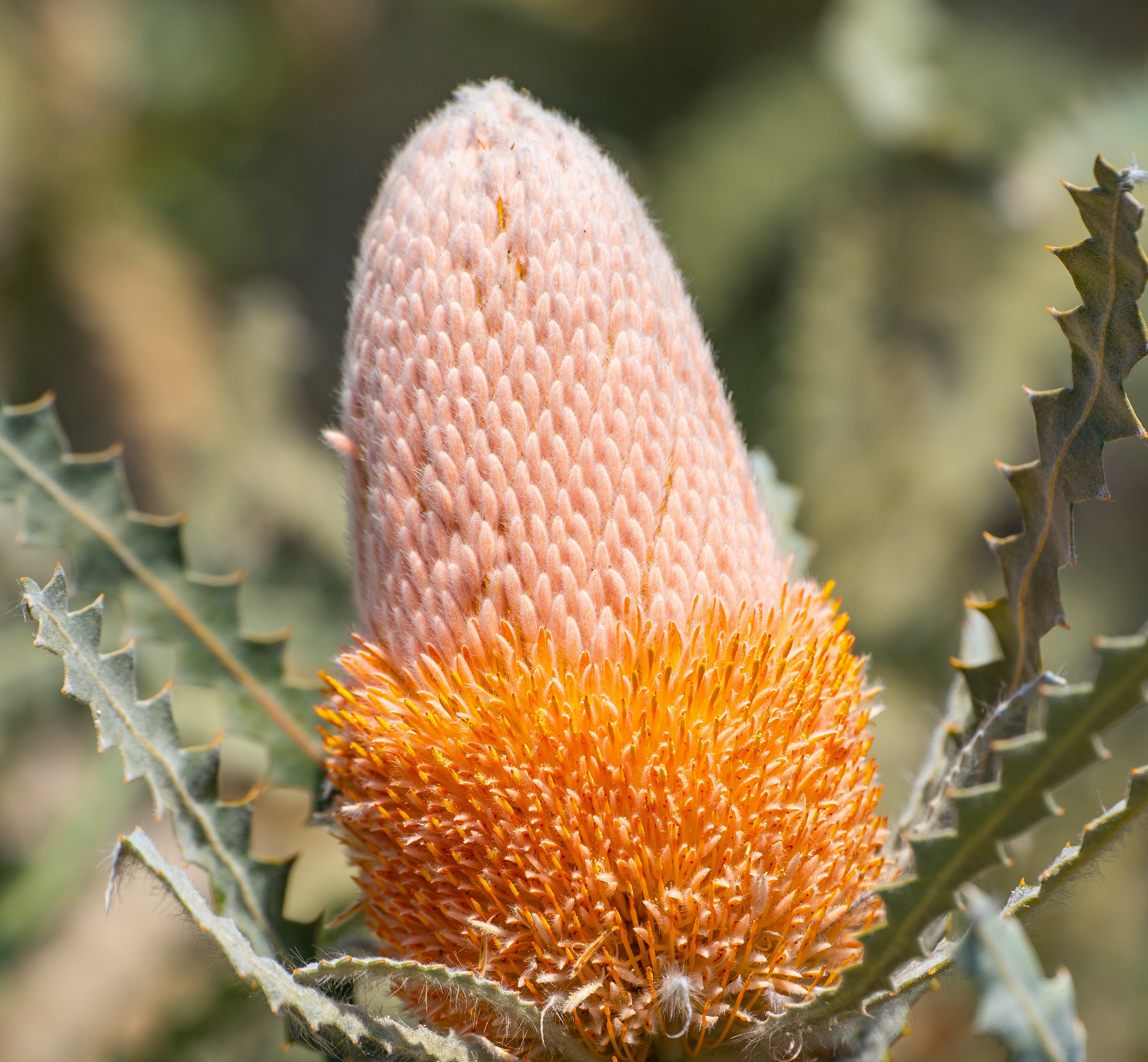 Woolly Banksia Flower Essence SelfEmpowerment and Courage Journey